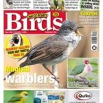 Cage & Aviary Birds - Issue 6396, 03 December 2025