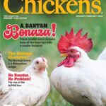 Chickens - January/February 2026