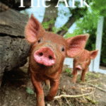 The Ark Autumn 2025 The Ark Autumn 2025